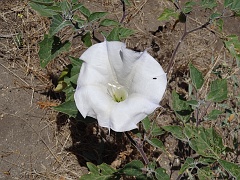datura wrightii